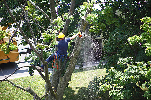 Best Seasonal Cleanup (Spring/Fall)  in Gibbsboro, NJ